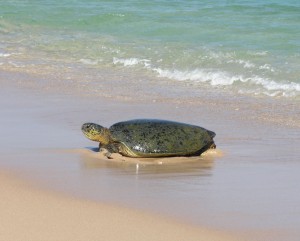 A green turtle comes ashore to lay eggs on Barrow Island