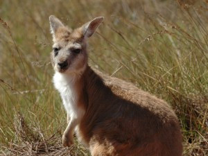 The Barrow Island Euro is one of 13 mammal species living on Barrow Island, a Class A Nature Reserve since 1910.