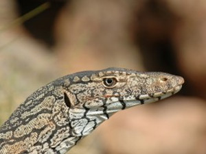 The perentie (Varanus giganteus), Australia’s largest lizard, is a top predator on Barrow Island.