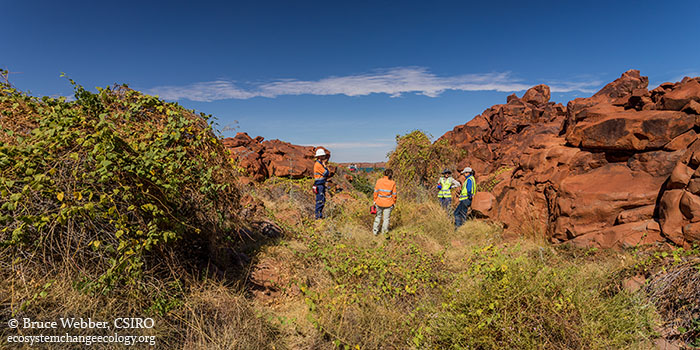 Fieldwork underway on the Burrup Peninsula in the Pilbara region of Western Australia