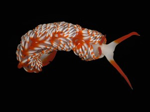 Nudibranch specimen collected from the Montebellos – Nerida Wilson